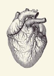 These would be great for using in your spooky halloween projects or designs! Human Heart Vintage Medical Diagram 2 Drawing By Vintage Anatomy Prints