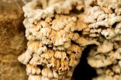 Do fungi have sexes?