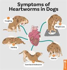 how to check if your dog has heartworms