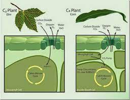 the difference between c3 and c4 plants