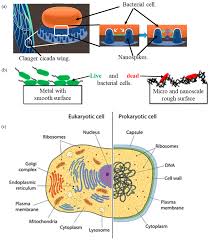 gram negative bacterial cell