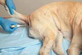Misurare la febbre al cane: la guida facile in 10 passi
