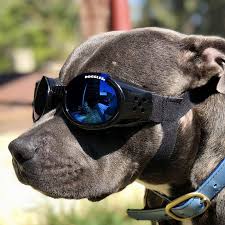 Doggles Ils Dog Goggles