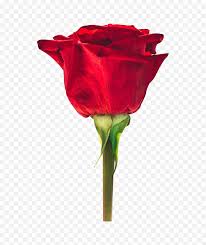 transpa beautiful red rose png free