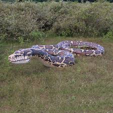 giant 15m long carpet python not in