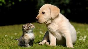 They also make soft noises to display they're affection for their owners, so they will miss you when on vacation. Cute Puppy Kitty Kitten Cat Dog Breed Labrador Easiest Pet To Take Care 2063816 Hd Wallpaper Backgrounds Download