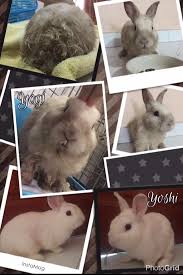 Focusing on selling pet supplies only, doggy friend has a wide product selection with. The Story Of Yoshi Yogi Hrss Was House Rabbit Society Singapore Hrss Facebook