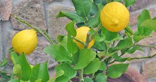 how to grow dwarf citrus trees
