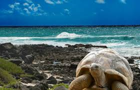 Encounter incredible wildlife while hiking, snorkeling, and kayaking. Island Turtles Of The Galapagos The Species That Inspired Evolution