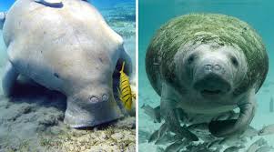 Manatees are called sea cows because they are very large, often move a manatee is a large aquatic sea animal. Manatee Vs Dugong What S The Difference