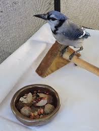 make a gourmet suet for insect eaters