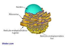 retículo endoplasmático liso qué es