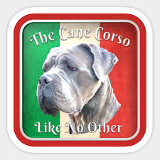 Italian Mastiff Cane Corso