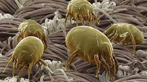 dust mite known to live in carpeting