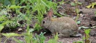 how to use rabbit manure as fertilizer