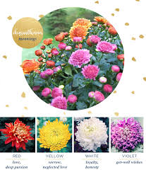Chrysanthemum Meaning And Symbolism Ftd Com
