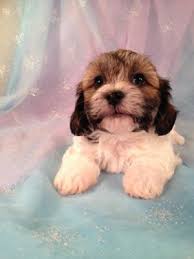 Your shih tzu puppy may not be so fastidious with keeping. Teddy Bear Puppies Wisconsin Dells