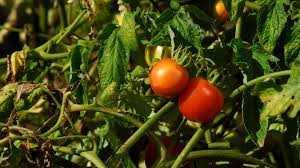 23 common tomato plant problems and how