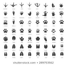 Animal Footprints Images Stock Photos Vectors Shutterstock