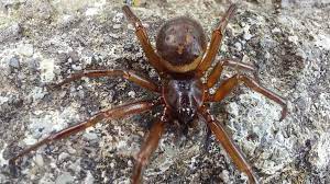 false widow spiders 230 times more