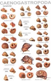 An Illustrated Guide To The Land Snails Of The Western Ghats