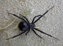 Взрослый паук окрашен в чёрный цвет. Pauk Chernaya Vdova