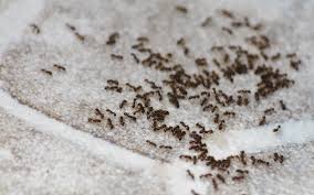 ants professional ant treatment