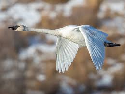 Where Do Trumpeter Swans Live?