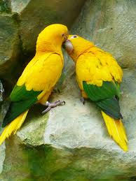 gold parakeets kiss love bird couple
