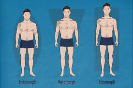 the male body types ectomorph