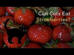 However, while a single strawberry as a treat now and then isn't hazardous for your cat's health, feeding your cat strawberries in large amounts is not recommended. Can Cats Have Strawberries Toocoolcats The True About Strawberries