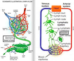 Immune System Histology Thymus Malt Lymph Nodes Spleen