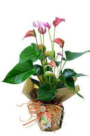 За големи подови цветя, вземете пластмасов аналог. Magiya Nablyudavam Chisto Podark Cvete V Saksiya Alkemyinnovation Com