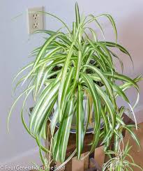 Common House Plants You Can T Kill