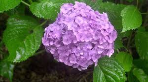 Hydrangeas are popular shrubs with spectacular flowers. Gardening Should You Prune Hydrangea Plants In The Fall The Morning Call