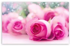 light pink roses bokeh ultra hd desktop