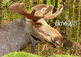 See 32,572 traveler reviews and photos of elche tourist attractions. Edition Seidel Elche Premium Kalender 2021 Din A3 Wandkalender Waldtiere Wildtiere Skandinavien Amazon De Kuche Haushalt