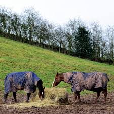 Winter Care For Horses Country And