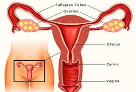 Female Reproductive Organs Diagram Anatomy System Human