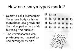 Karyotype A Chart Of Chromosome Pairs Arranged By Length And
