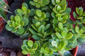 9 reasons to prune a jade houseplant