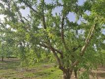 What is the lifespan of an almond tree?