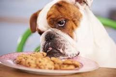 what-to-do-if-dog-eats-cookies