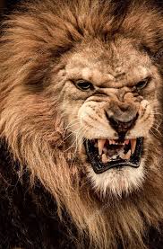 roaring lion stock photo