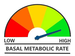 bmr calculator basal metabolic rate