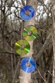 Putting Cds In A Tree Scare Off Birds