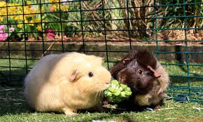 How To Make Guinea Pigs Happy