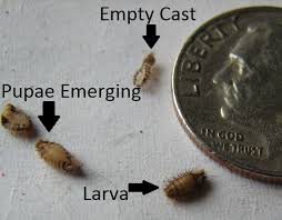 carpet beetle control budget pest control