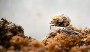 the risks of carpet beetles and how to