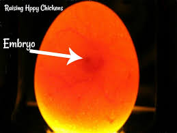 Candling Eggs How To Watch A Speck Grow Into A Chick